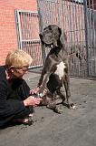 GRIFFES - DOGUE ALLEMAND 052